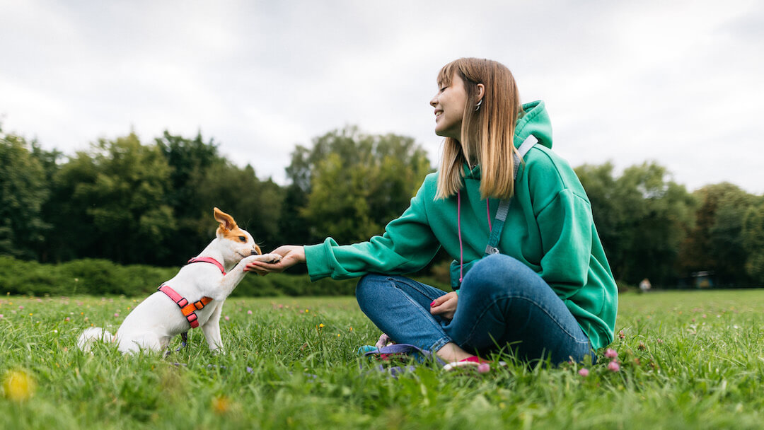 Learn How to Teach Your Dog to Give a Paw Purina